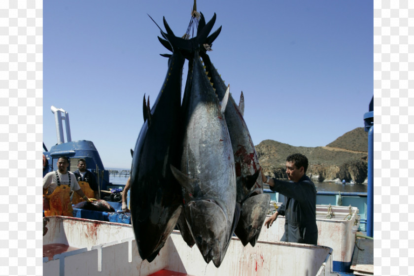Fish Fukushima Daiichi Nuclear Disaster Pacific Ocean Atlantic Bluefin Tuna PNG