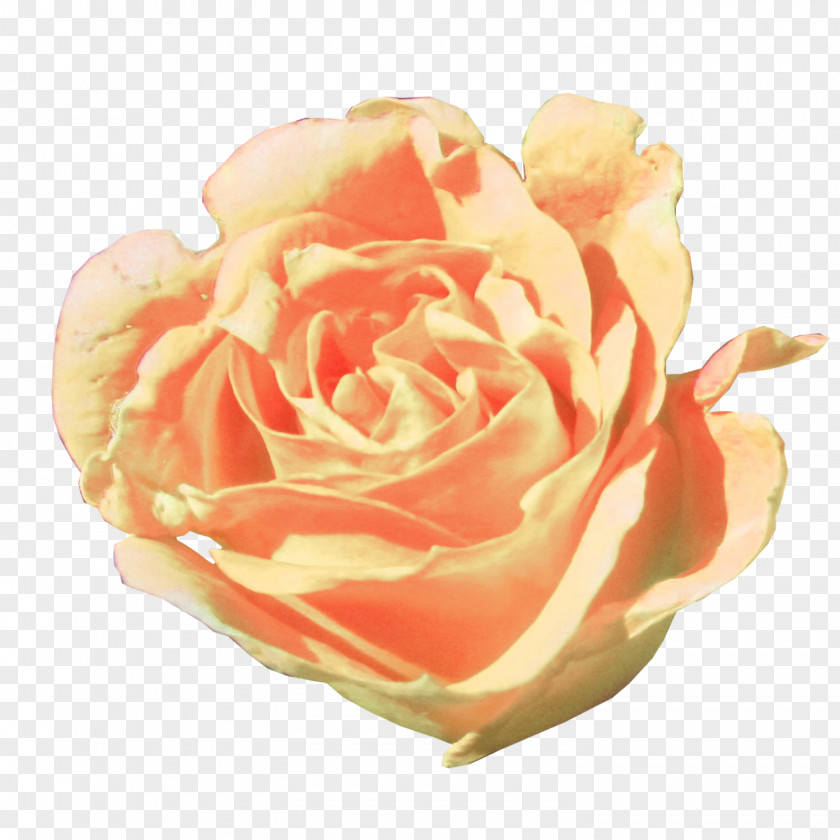 Orange Rose Pure Garden Roses Cabbage Floribunda Cut Flowers Petal PNG