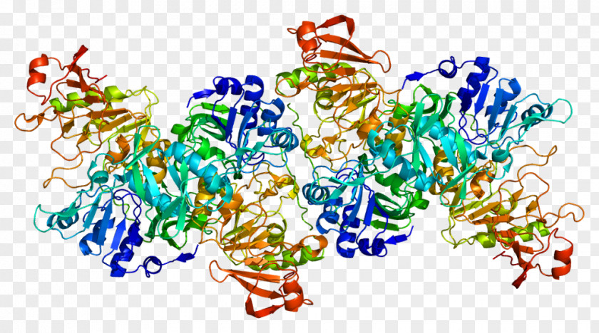 OXCT1 Gene Succinyl-CoA Enzyme Transferase PNG