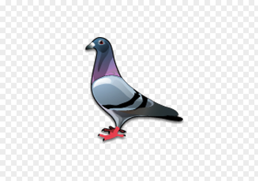 Pigeon Stock Dove Bird Columbidae Icon PNG
