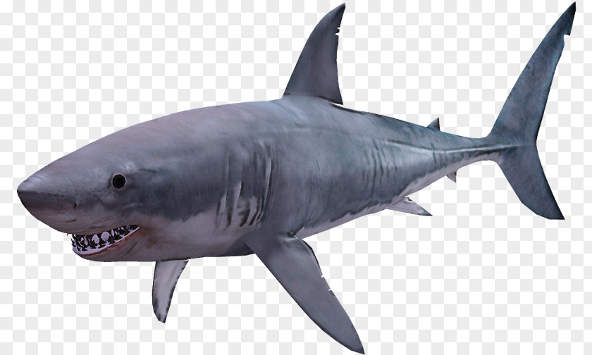 Requiem Shark Lamnidae PNG