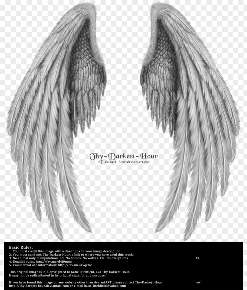 Wing,Angel Wings,Real Angel Wing PNG
