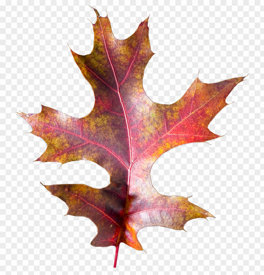 Cartoon Drawing Image Design Leaf PNG