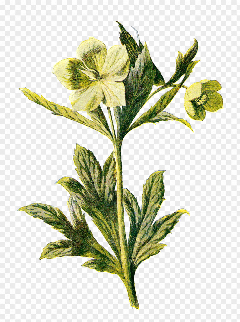 Green Flower Wildflower Clip Art PNG