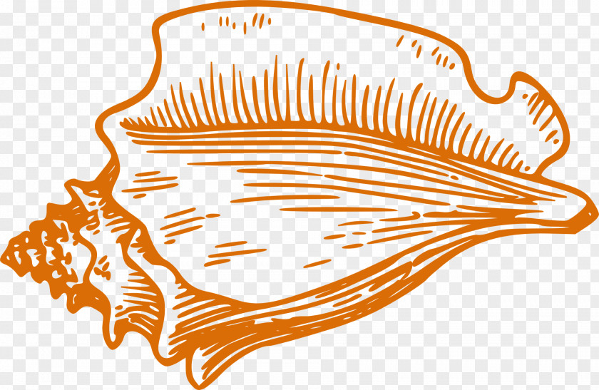 Orange Conch Seashell Drawing Clip Art PNG