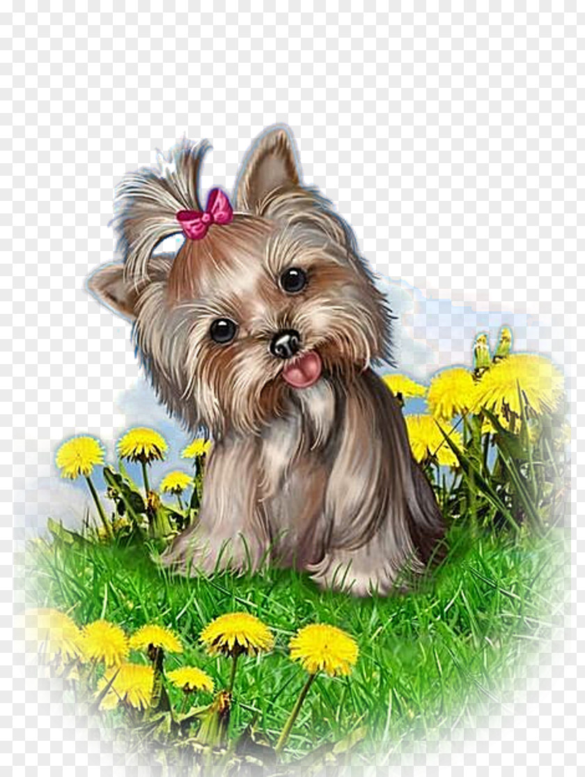 Puppy Yorkshire Terrier Morkie Dog Breed Biewer PNG