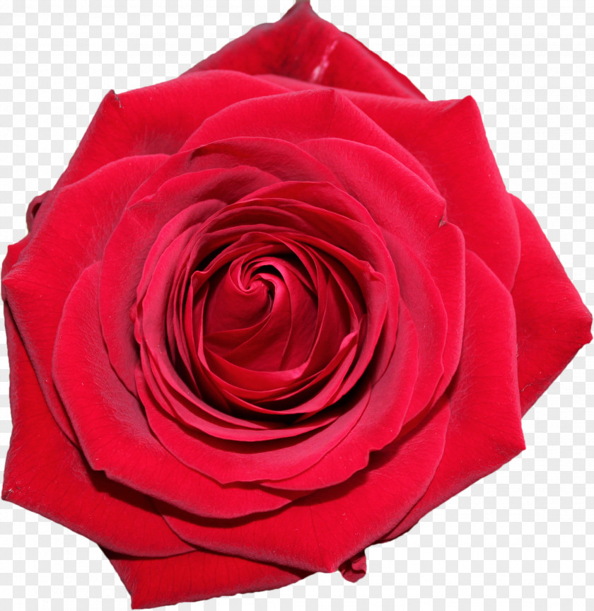 Red Rose Centifolia Roses Garden Clip Art PNG