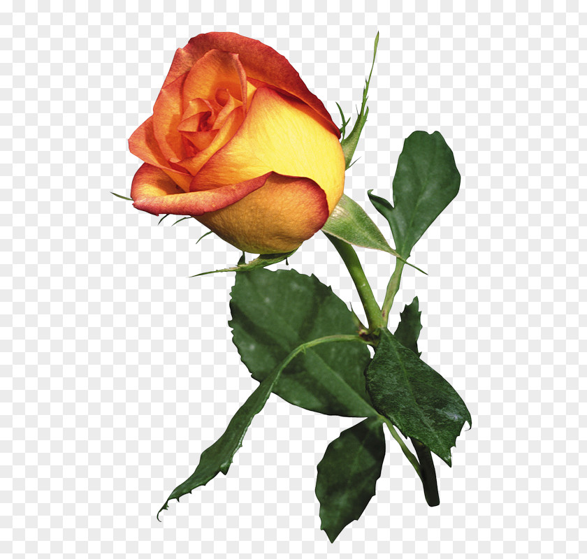 Rose Garden Roses Best Orange PNG