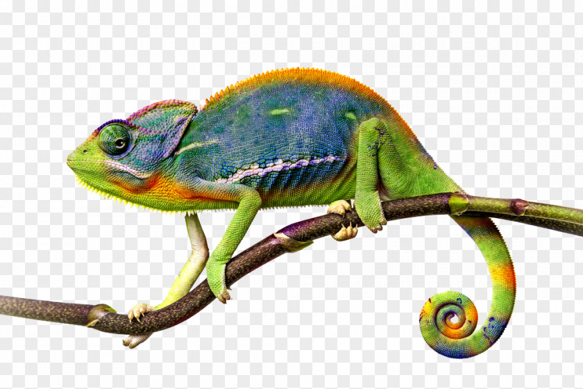 Chameleon File Lizard Common Iguanas Veiled Illustration PNG
