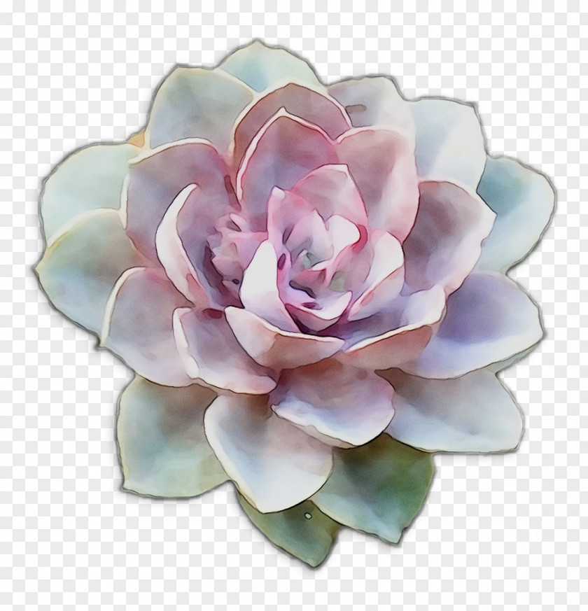 Cut Flowers Petal Artificial Flower PNG