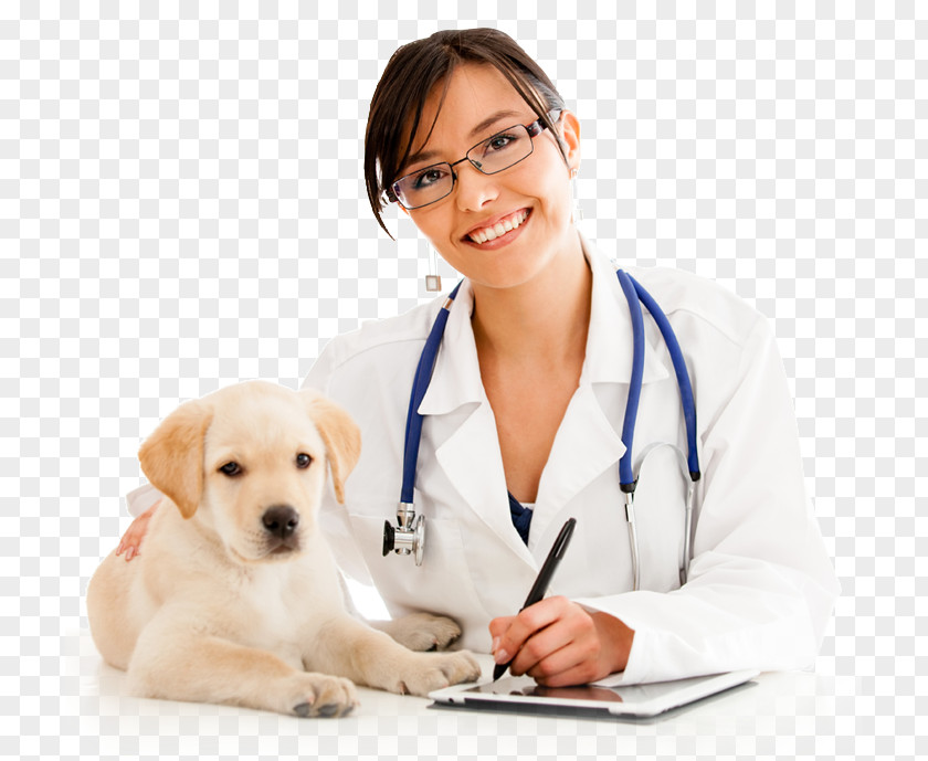 Puppy Labrador Retriever Veterinarian Cat Pet PNG