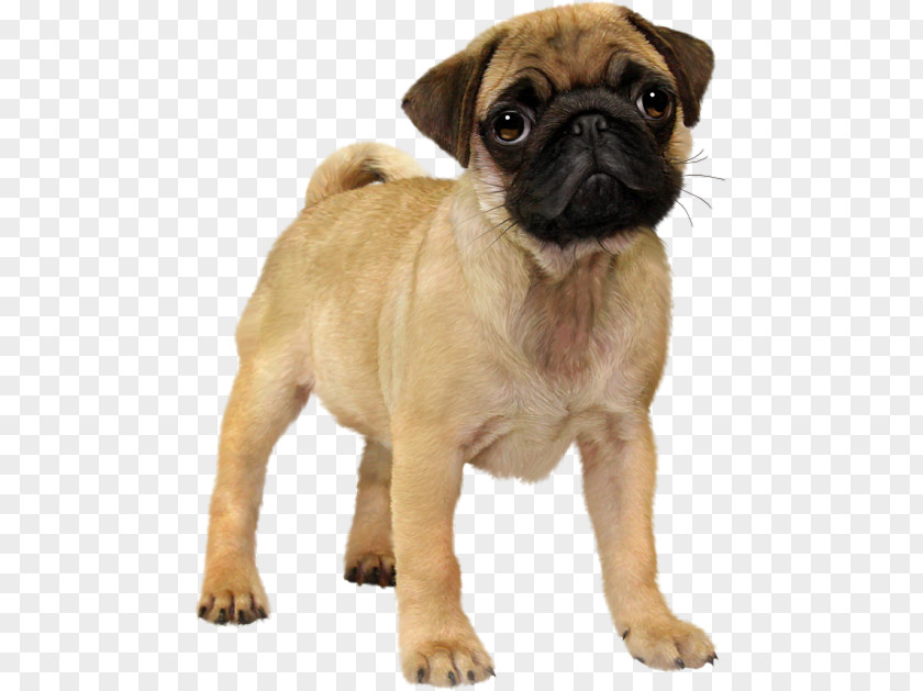 Puppy Pug Animal Dog Breed PNG