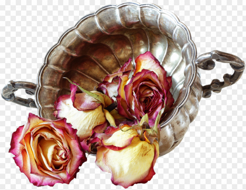 Rose Garden Roses Stock Photography PNG