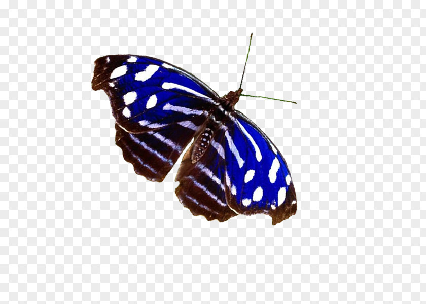Yn Monarch Butterfly Myscelia Cyaniris Handbag Bluewing Butterflies PNG