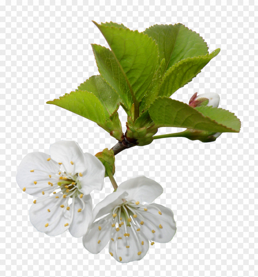 Cherry Blossom Apples Clip Art PNG