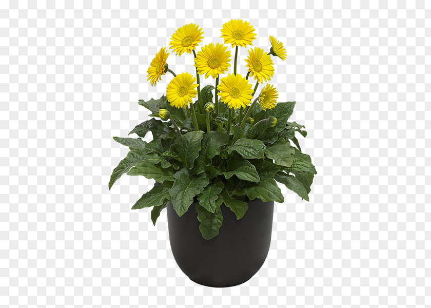 Chrysanthemum Transvaal Daisy Cut Flowers Yellow Color Flowerpot PNG