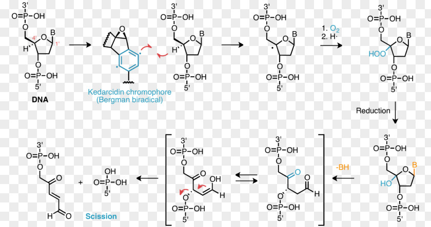 Free Radical Damage To DNA Hydrogen Atom Abstraction PNG