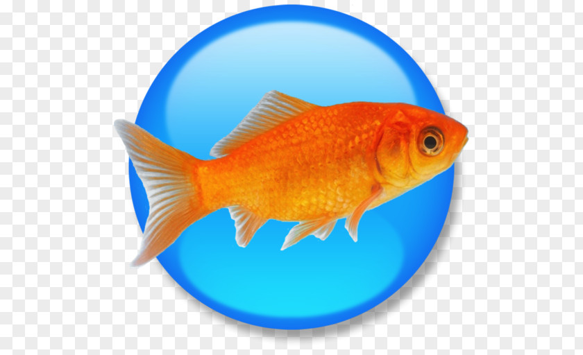 Goldfish Feeder Fish Product Manuals HTML Computer Software PNG