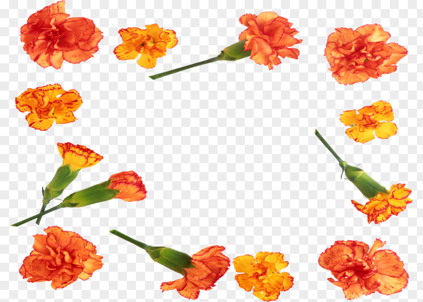 Qr PhotoScape Cut Flowers GIMP PNG