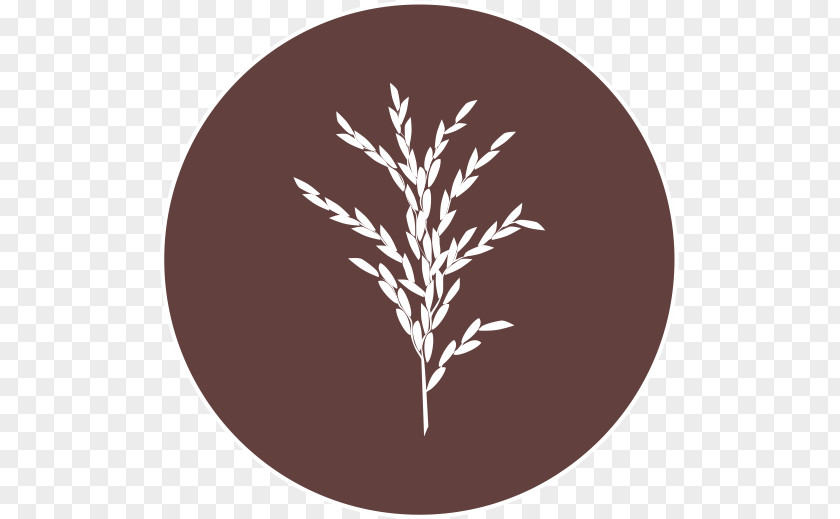Rice Seed Leaf Circle Savannah Font PNG