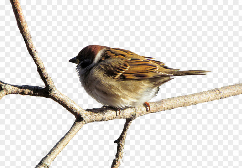 Sparrow House American Sparrows Animal Moineau PNG