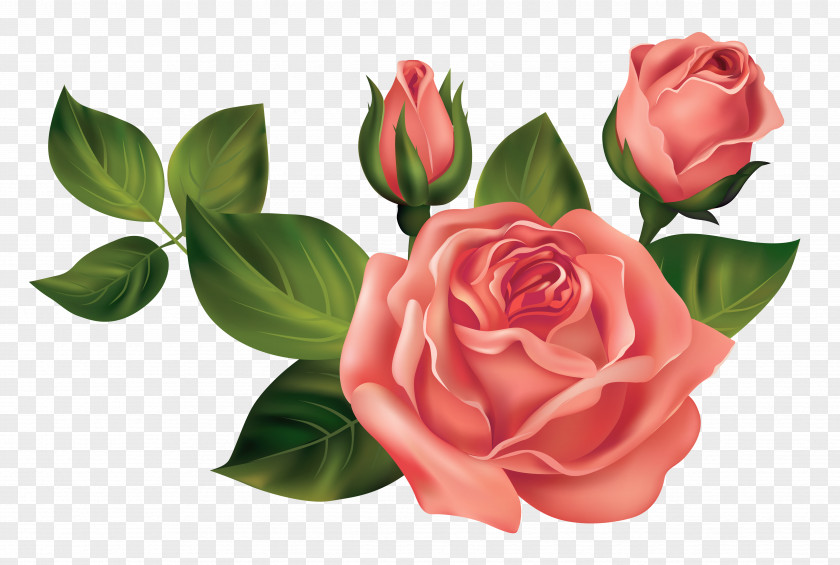 Transparent Roses Clipart Picture Rose Clip Art PNG