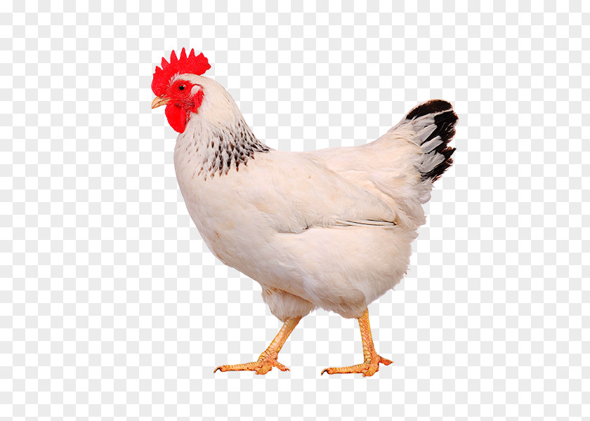 Chicken As Food Broiler Poultry Hen PNG