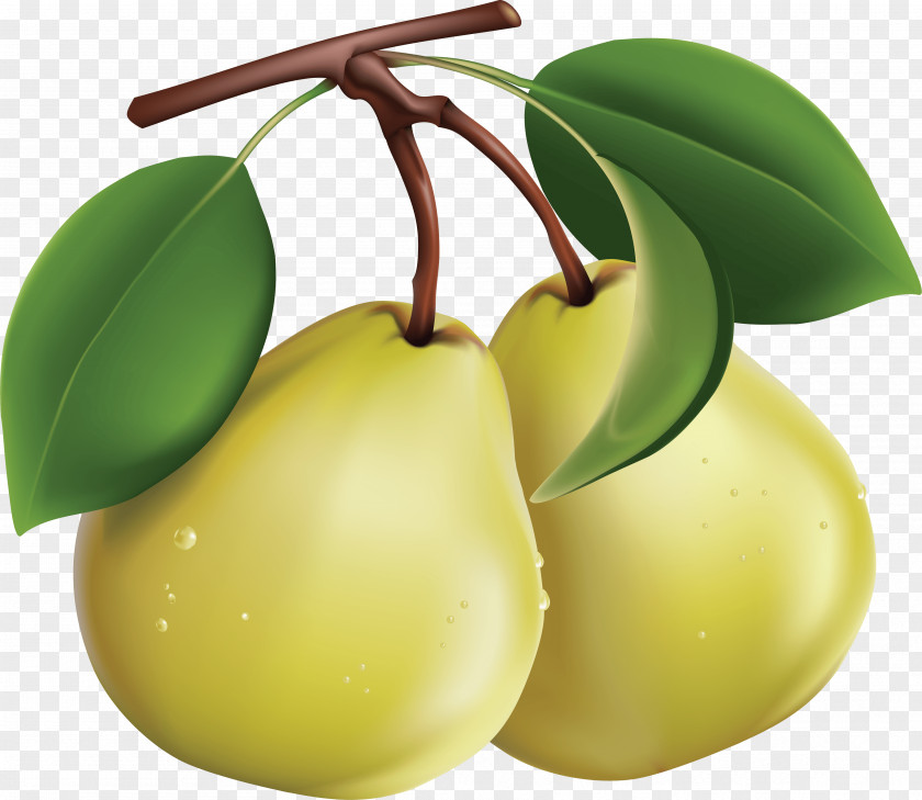 Fruits Fruit Bosc Pear Clip Art PNG