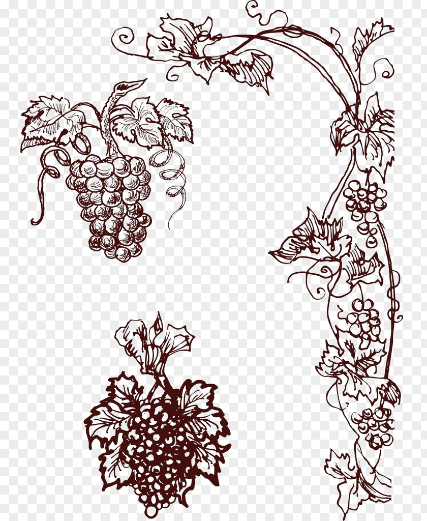 Hand-painted Grapes Common Grape Vine Wine PNG