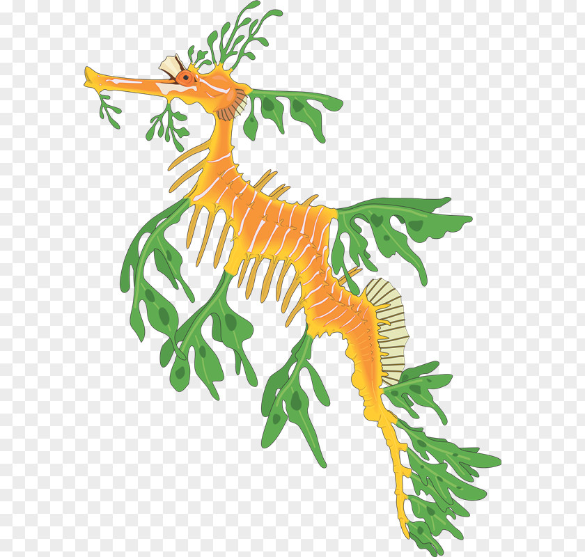 IU Leafy Seadragon Common Seahorse Clip Art PNG