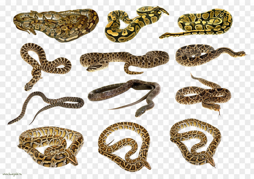 Snake Image Picture Download Free Snakes Rattlesnake PNG