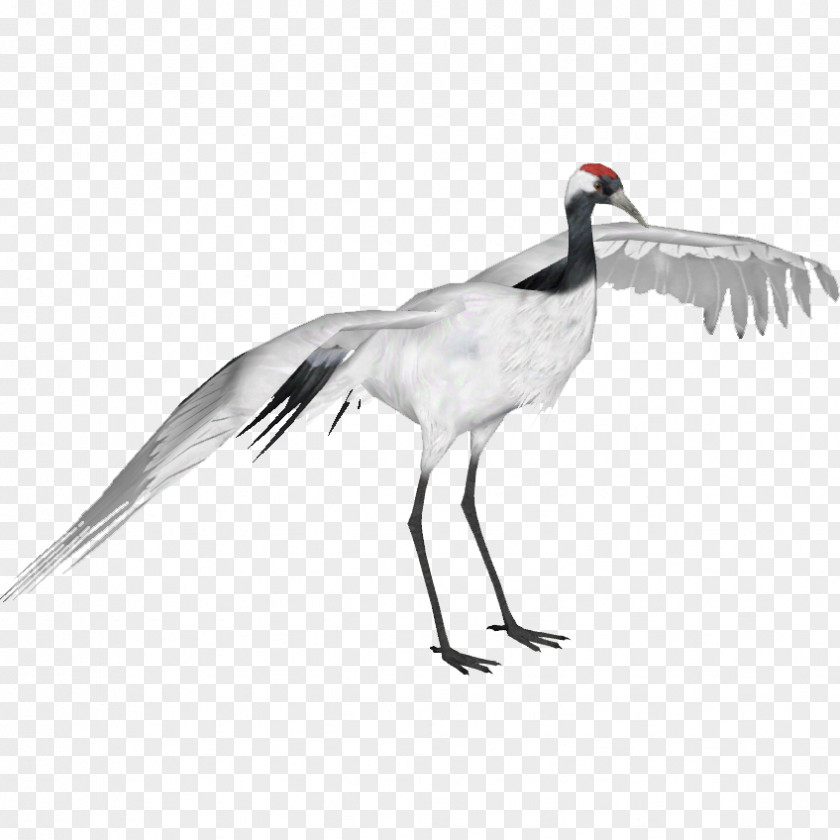 Crane Red-crowned Bird Sandhill Whooping PNG