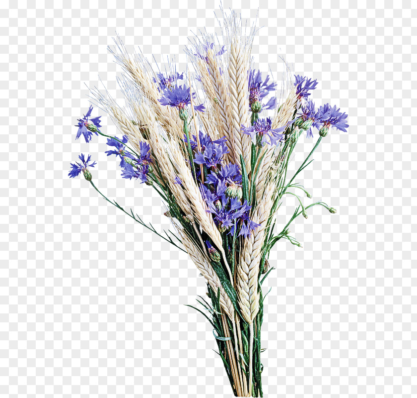 Fernleaf Lavender Cut Flowers PNG