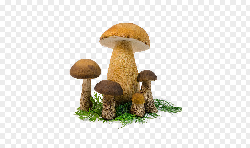 Grass Above Mushrooms Mushroom PNG