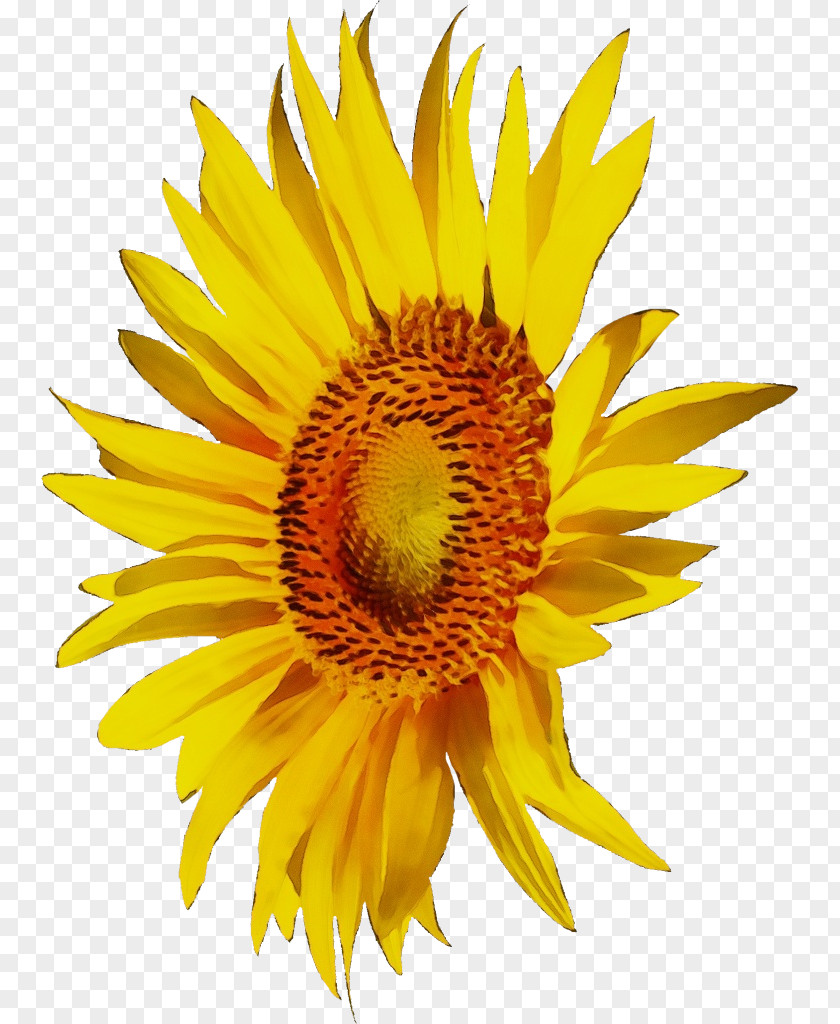 Pollen Asterales Sunflower PNG