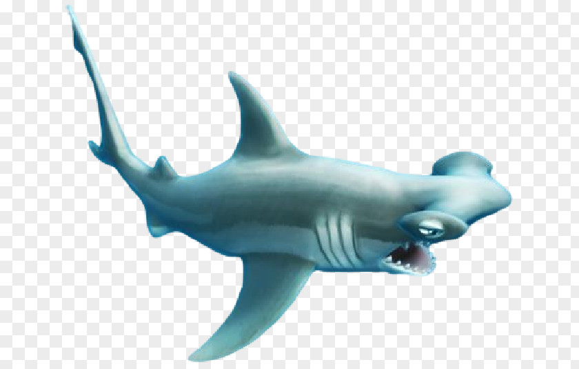 Sharks Hungry Shark Evolution Isurus Oxyrinchus Hammerhead Great PNG