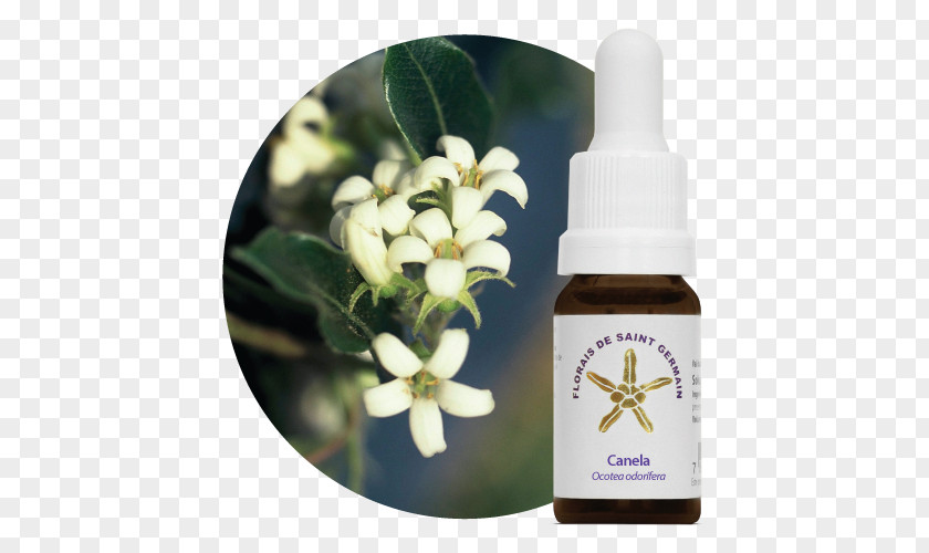 Canela Ocotea Odorifera Therapy Florais De Saint Germain Bach Flower Remedies Panicum Melinis PNG