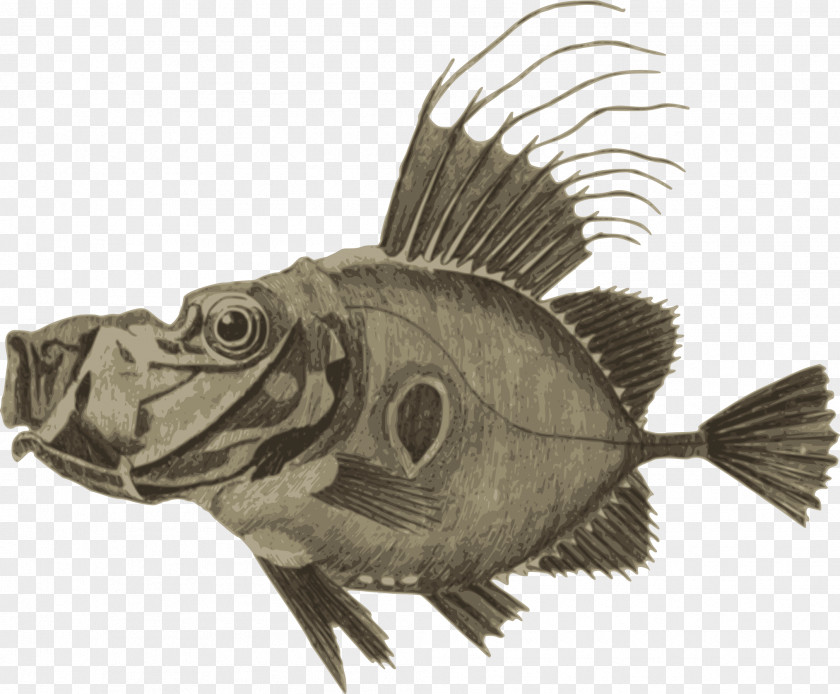 Dory Fish Clip Art PNG