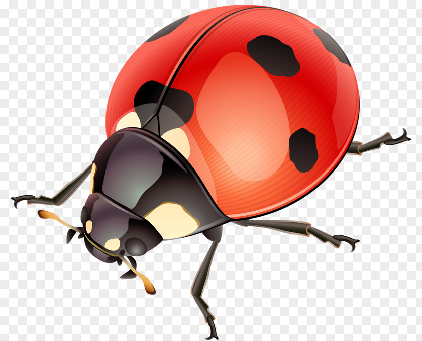 Lovely Beetle Ladybird Illustration PNG