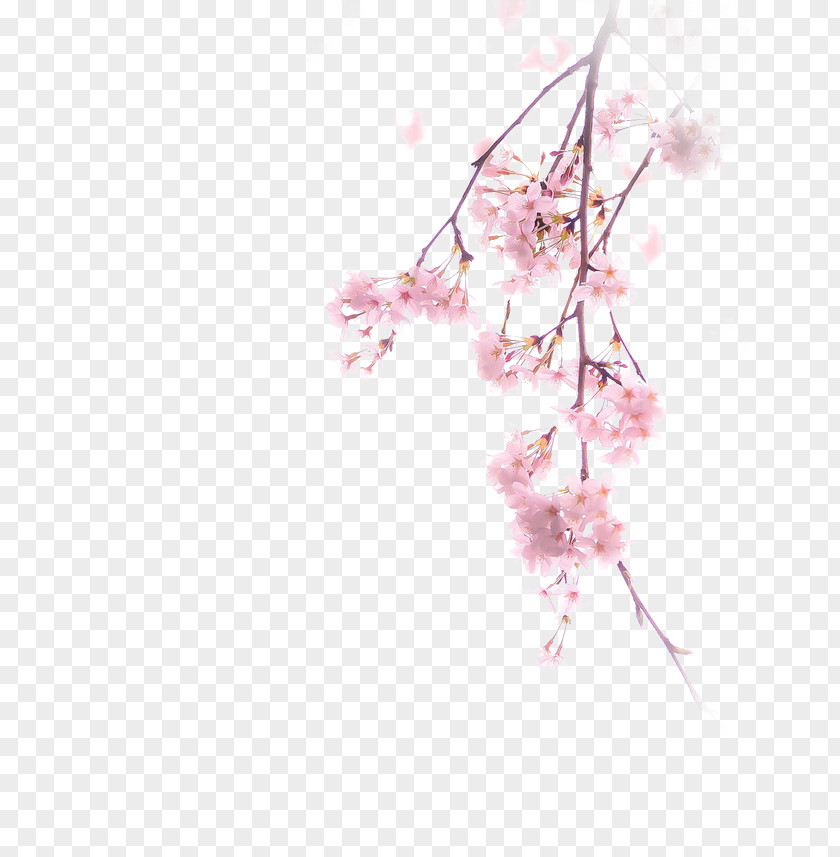 Cherry Blossoms Blossom Illustration PNG