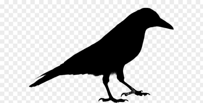 Common Raven Clip Art Crow PNG