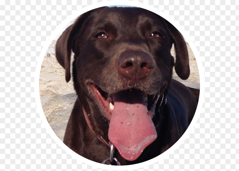 Creative Pet Dog Services Marketing Labrador Retriever Dtour Strategy PNG