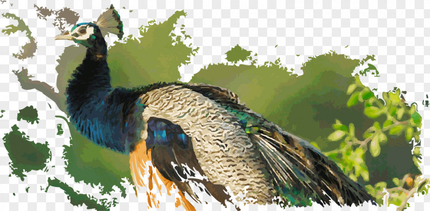 Duck Fauna Galliformes Beak Feather PNG