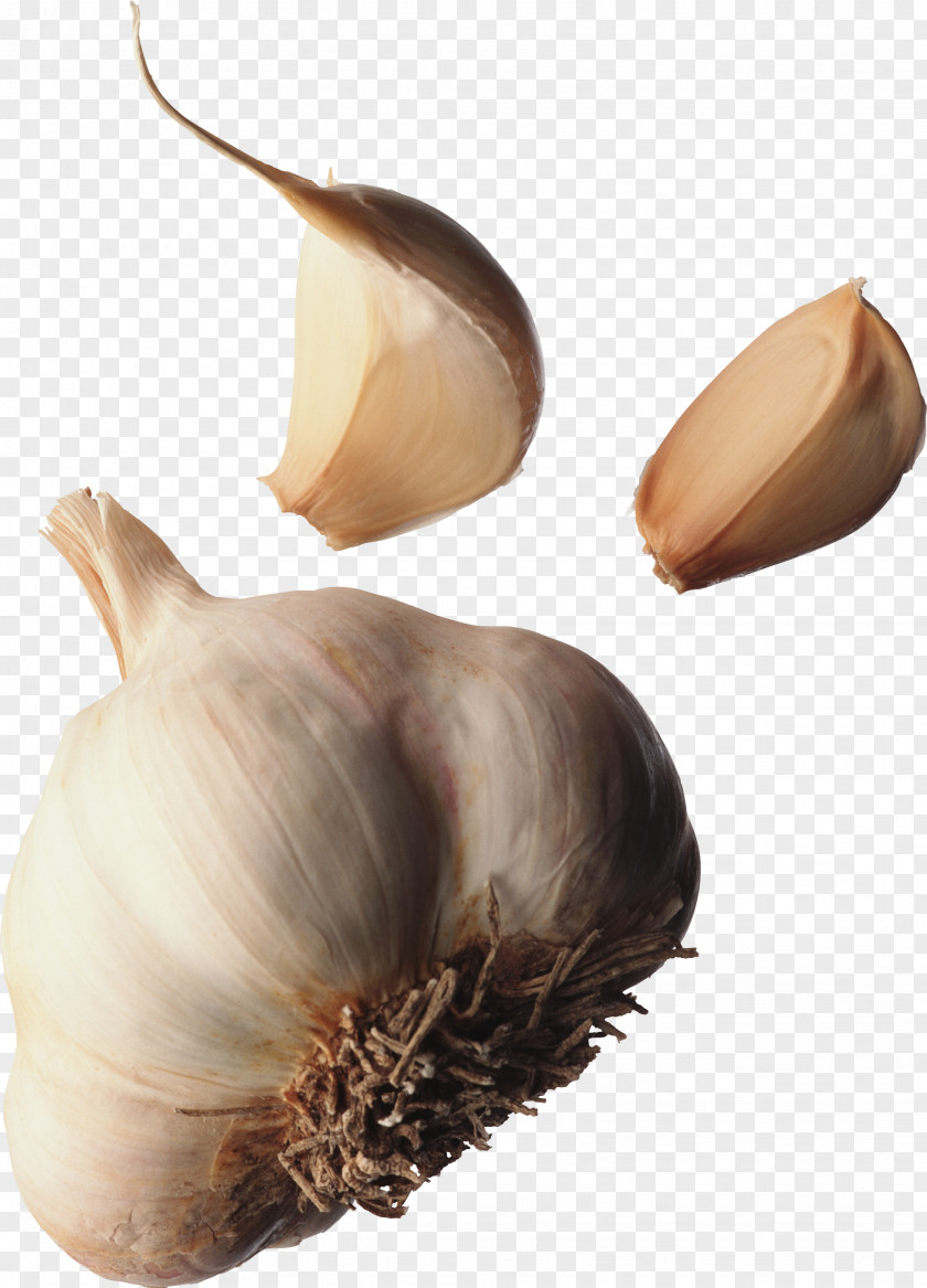 Garlic Spice Ingredients Cat Dog Ear Mite Pet PNG