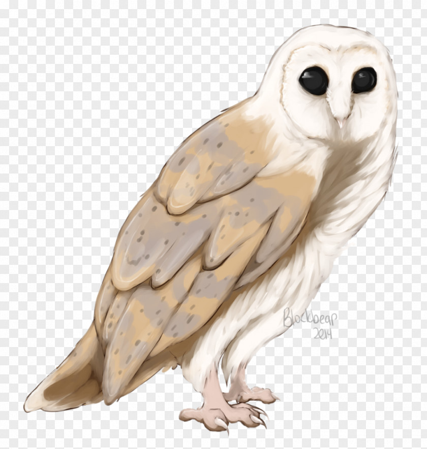 Owl Beak Feather Wing Animal PNG