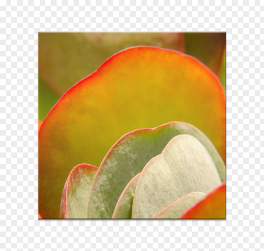 Soft Curve Close-up Leaf PNG