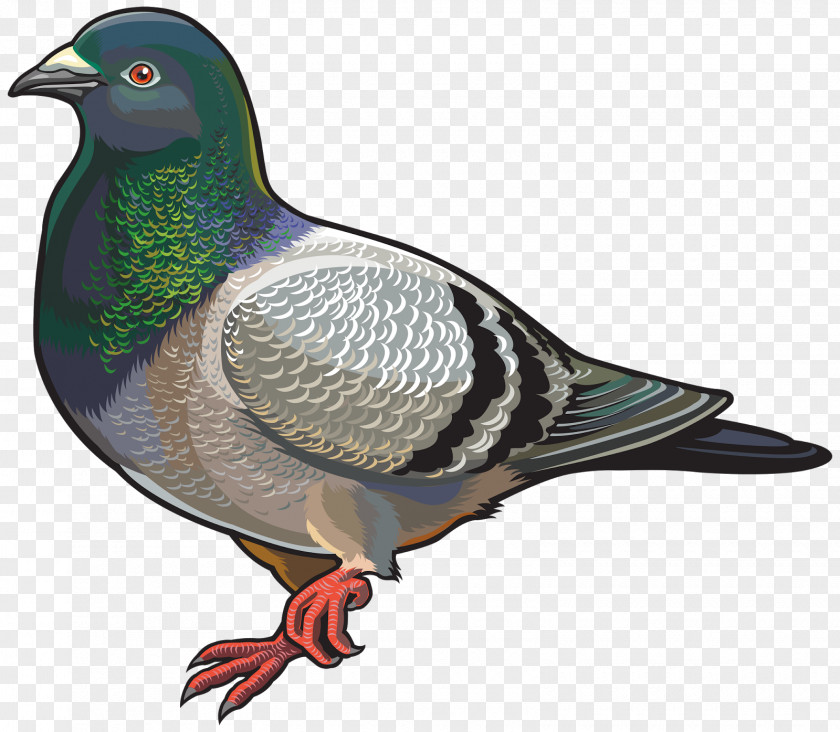 Birds Domestic Pigeon Columbidae Clip Art PNG