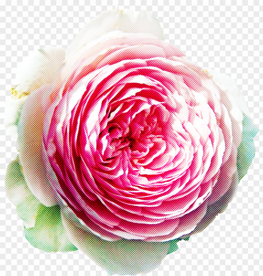 Cut Flowers Rose Family Garden Roses PNG