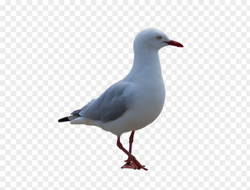 Gull Bird Gulls Common PNG