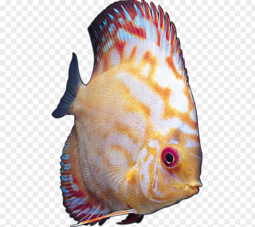 Image Cichlid Ornamental Fish PNG